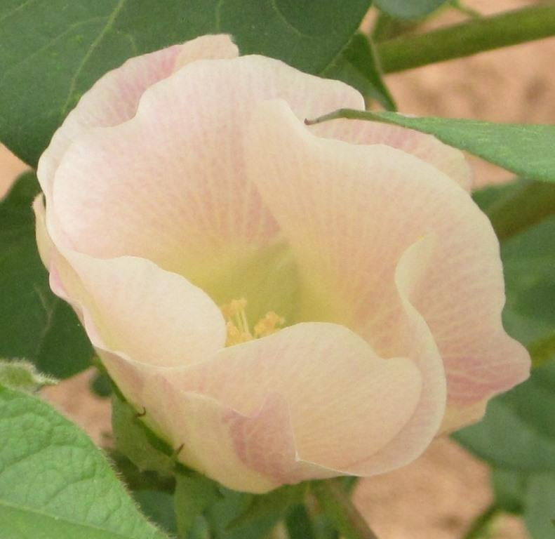 Cotton Flowers